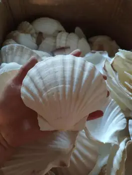 8-12cm Príroda White Shell Veľké Conch Prírody Šperky Plavidlá Zariadené a Prírodných Conch Škrupiny Conch Kukurica Skrutku Dekorácie